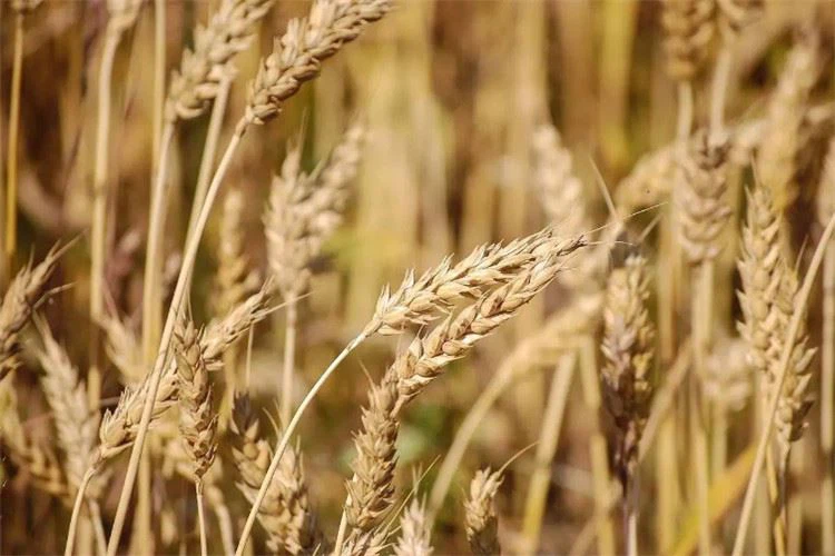grain in ear
